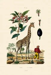 Girafe